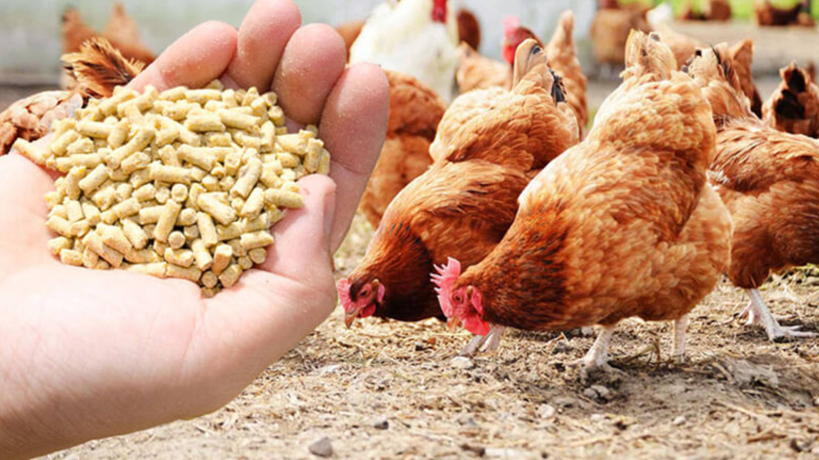 Poultry Feed